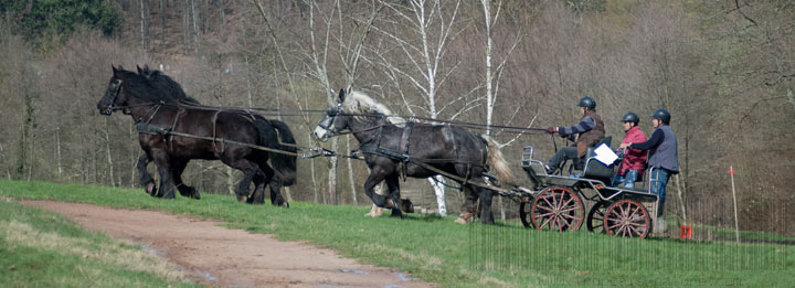 Trec attelé en Pays de Tronçais, commune de St Bonnet-Tronçais