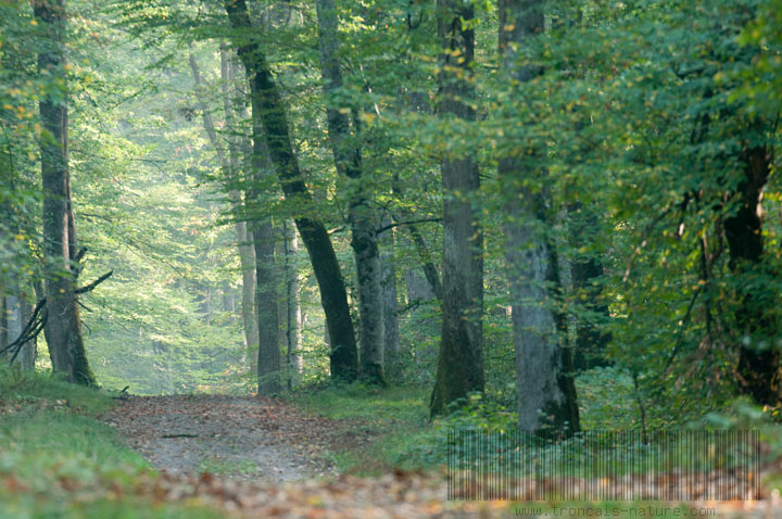 Les chemins de Tronçais