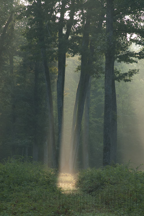 Les hautes futaies de la forêt de Tronçais