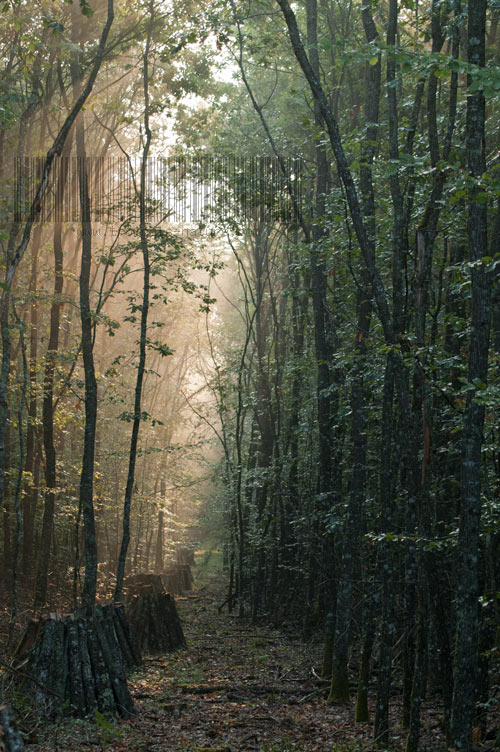 Un layon en forêt de Tronçais