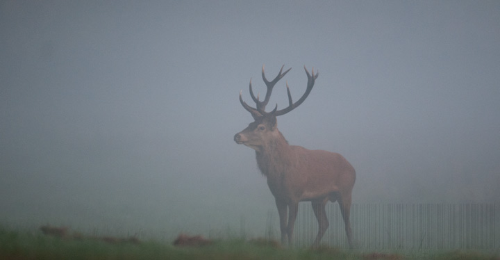 Le cerf élaphe en forêt de Tronçais