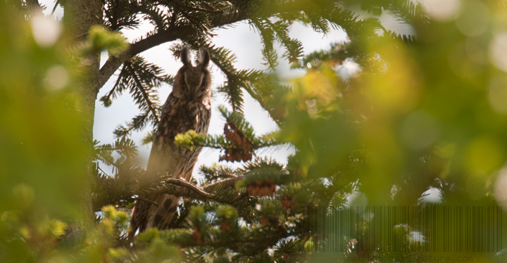 Le hibou moyen duc présent en Pays de Tronçais