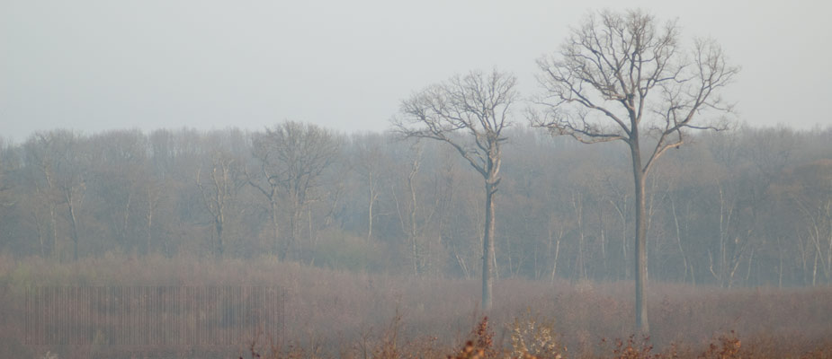 La futaie Colbert, parcelle emblématique de la forêt de Tronçais