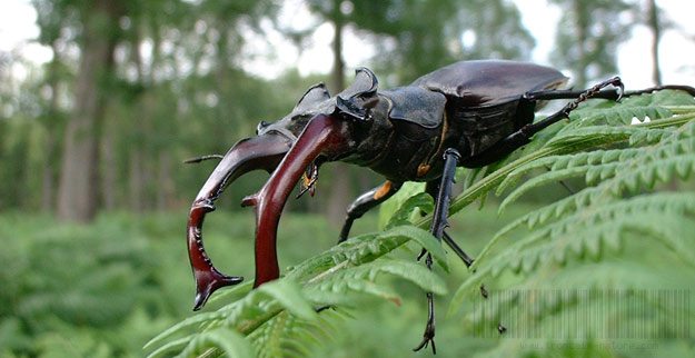 Biodiversité en Pays de Tronçais