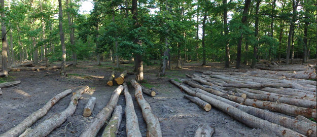 Gestion de la forêt de Tronçais