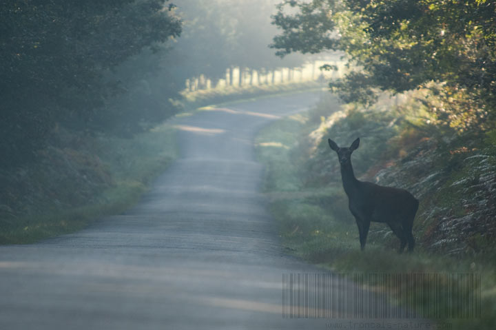 Une biche, à Isle et Bardais