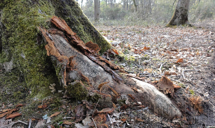 Écorçage de débardage au débusqueur, forêt de Tronçais