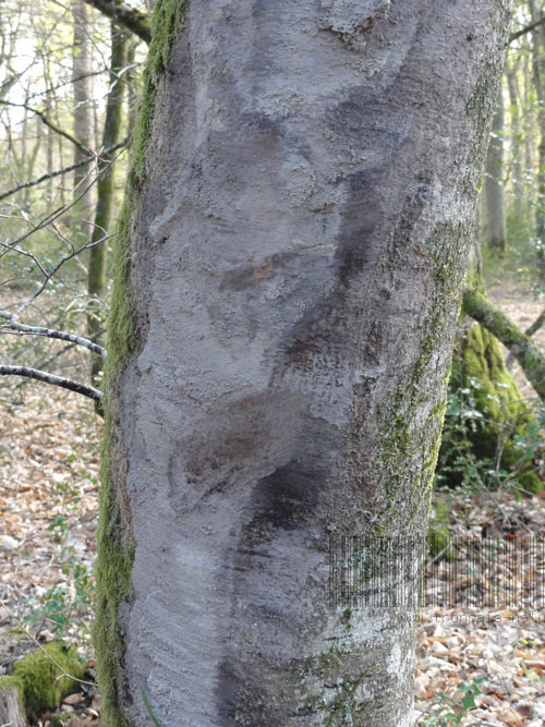 Frottement de pneus de débusqueur, forêt de Tronçais