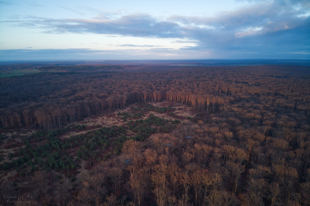 La forêt de Troncais, 