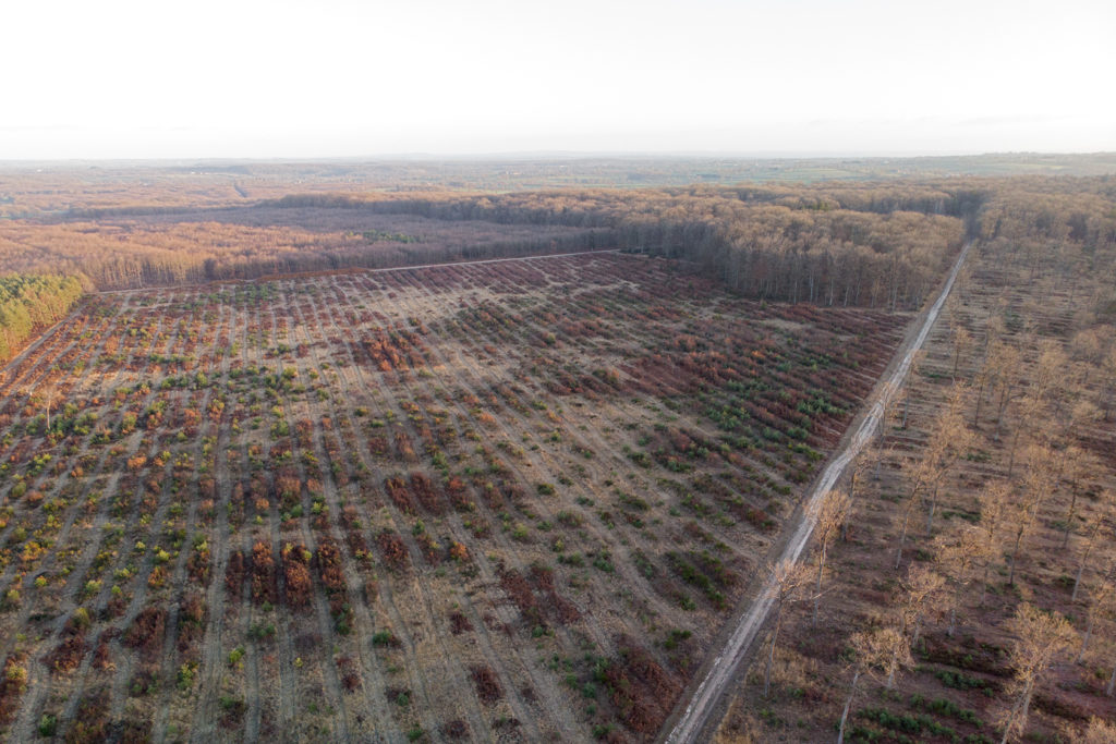 Forêt de Tronçais, layonnage intensif 2019, tous les 6 mètres